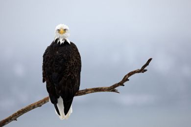Bald eagle, Alaska, United-States