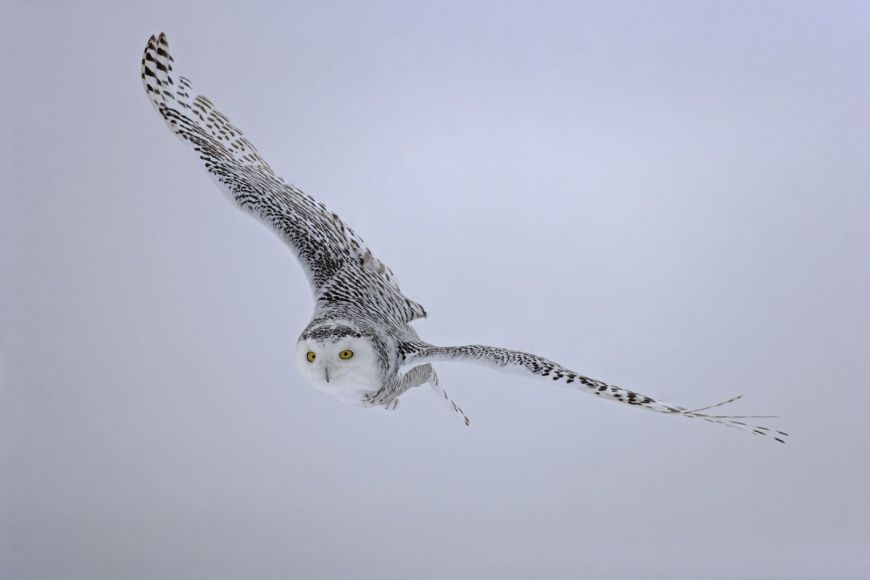 Snowy Owl, Quebec, Canada