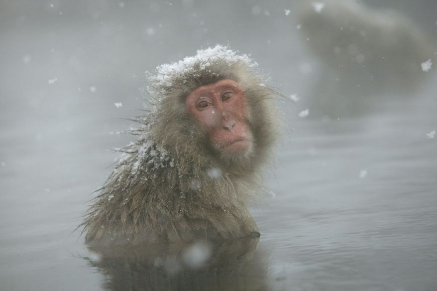 Japanese macaque, Shiga Kogen, Japon
