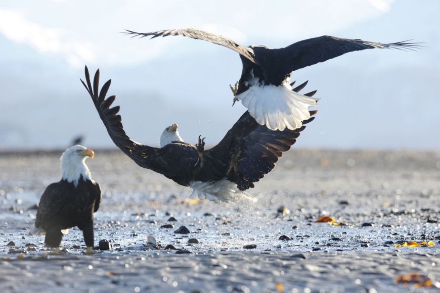 Bald eagle, Alaska, United States