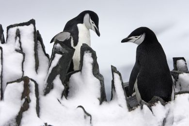 Manchots à jugulaire, Péninsule antarctique