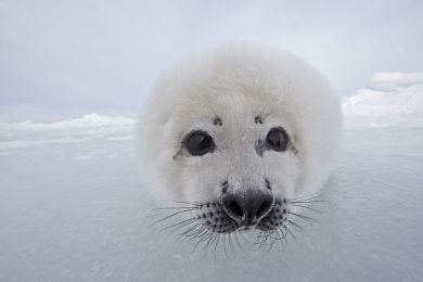 Seal, Groenland