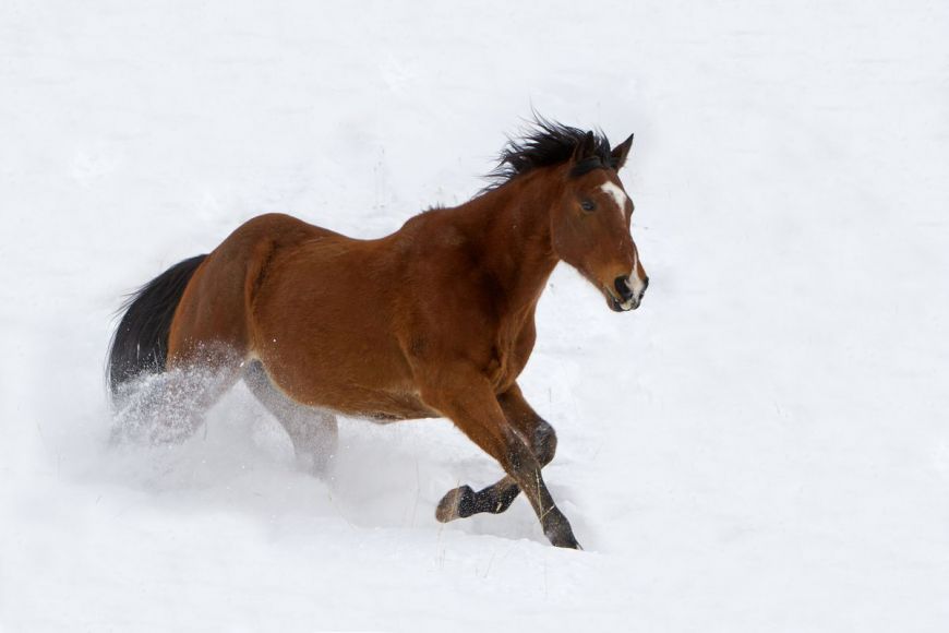 Quarter Horse,Wyoming, United States