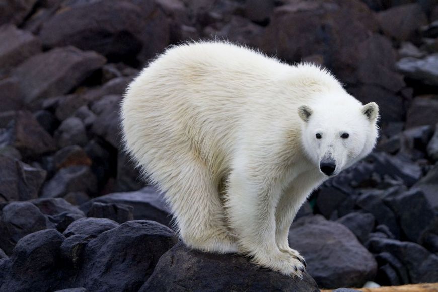 Polar Bear, Spitsbergen, Norway