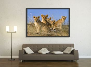 Kenya, lionceaux Masai-Mara