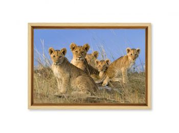 Kenya, lion cubs