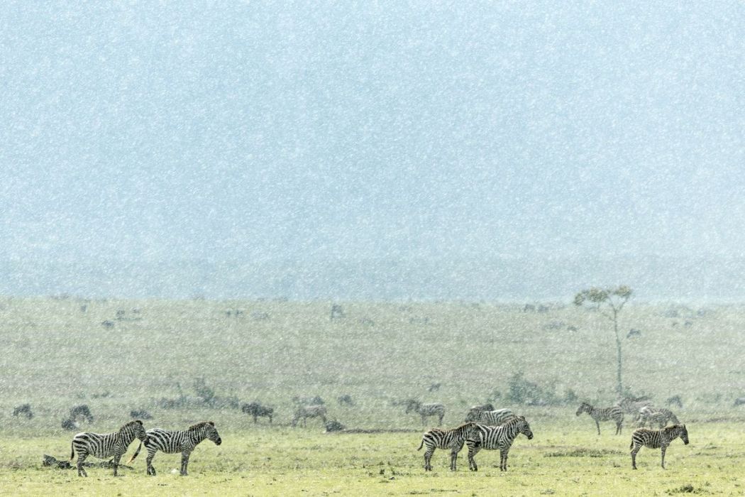 Kenya, Grant's zebra under the rain