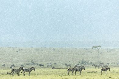 Kenya, zèbres de Grant sous l'orage