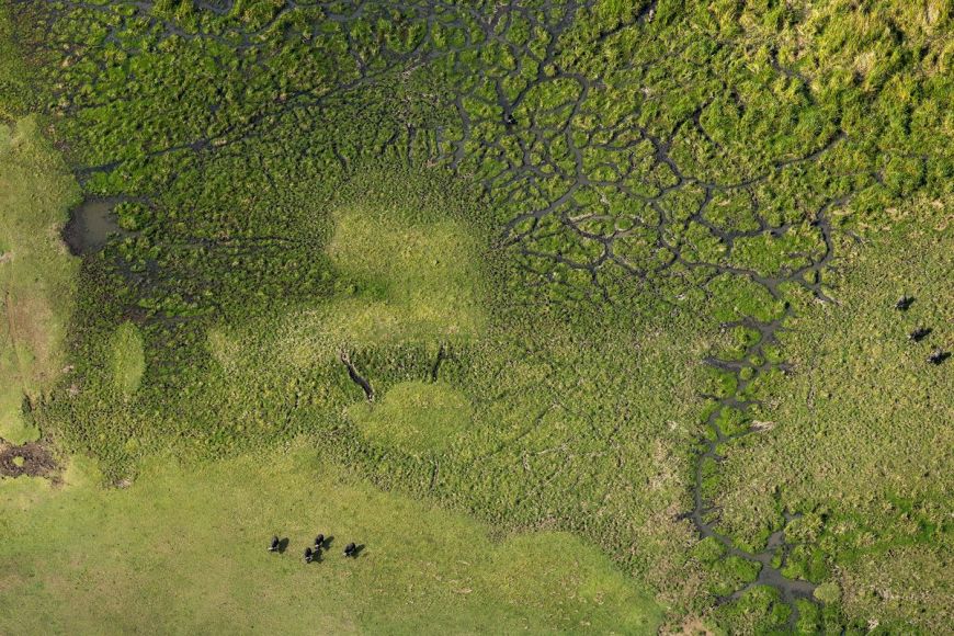 Kenya, buffalos in Masai Mara