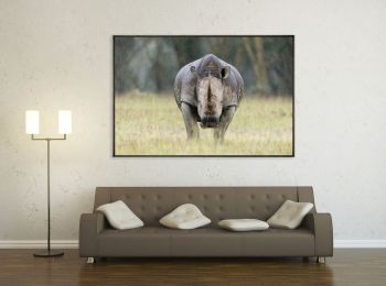 Kenya, rhinocéros blanc