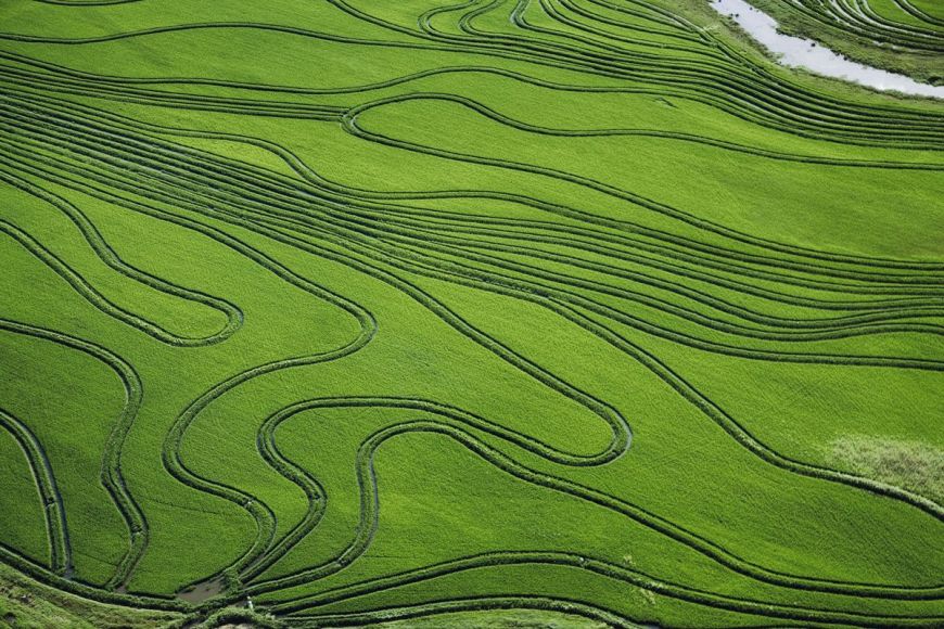 Uruguay, rice field