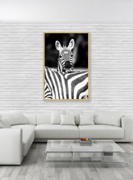 Kenya, Grant's zebra  