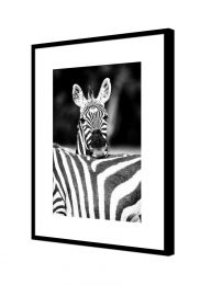 Kenya, Grant's zebra  