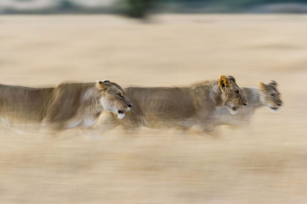 Kenya, lionne et lionceaux immatures