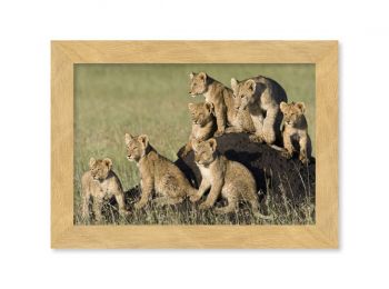 Kenya, lion and cubs on a termite mound