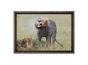 Kenya, lion and cubs under the rain