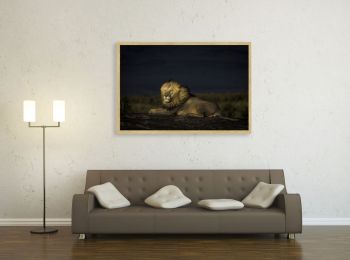 Kenya, lion on a kopje, in Masai-Mara