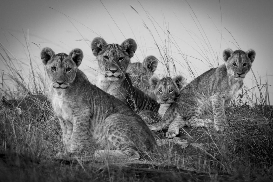 Kenya Cubs In The Masai Mara N B Hemisgalerie