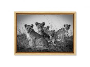 Kenya, cubs in the Masai-Mara (N&B)