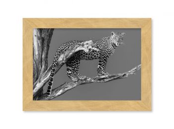 Kenya, femelle léopard