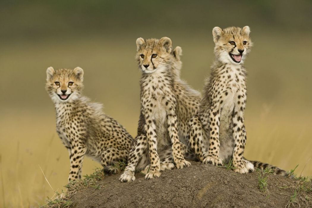 Kenya, cubs in the Masai-Mara
