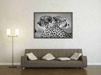 Kenya, guépards frères