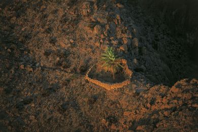 Palmiers, péninsule de Musandam, Oman