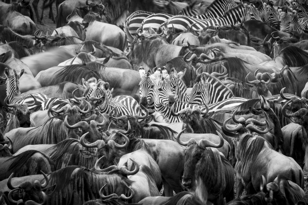 Kenya, wildbeest and zebra in migration