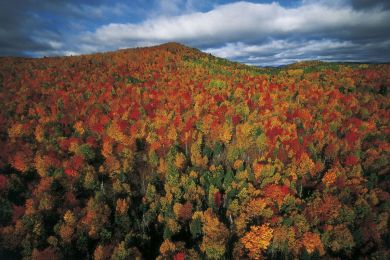 Autumn forest, Quebec