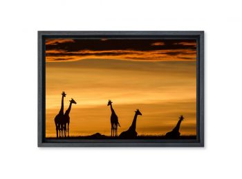 Kenya, girafes masai au lever de soleil