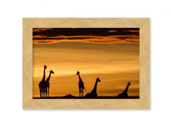 Kenya, giraffes at sunrise