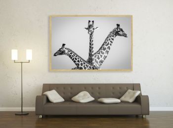Kenya, giraffes in Masai-Mara (N&B)