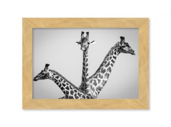 Kenya, giraffes in Masai-Mara (N&B)