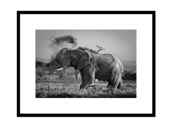 Kenya, éléphant dans le parc Amboseli (N&B)
