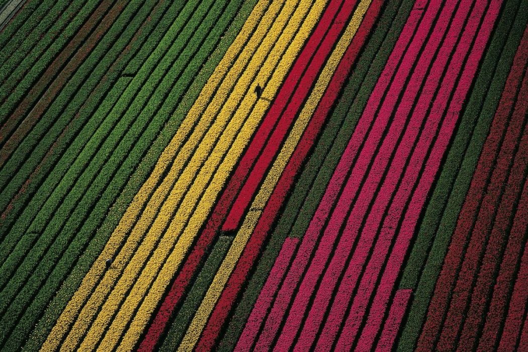 Fields of tulips, Netherlands