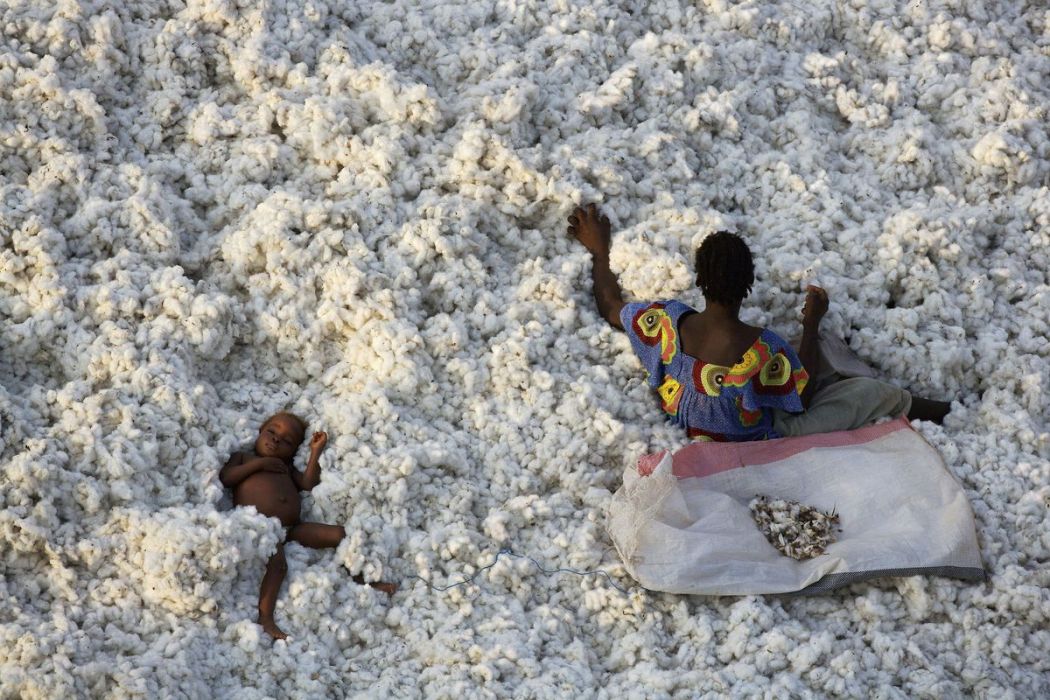 Cotton harvesting, Burkina Faso