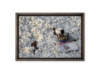 Cotton harvesting, Burkina Faso