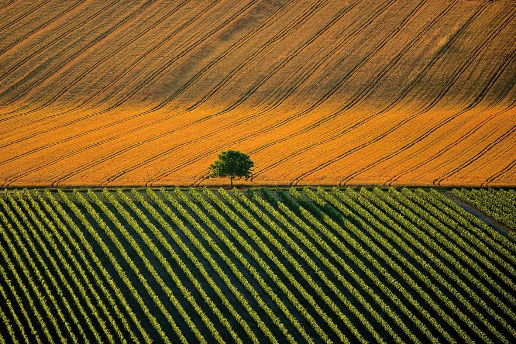 Agricultural landscape near Cognac, France