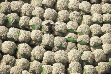 Cotton bales, Ivory Coast