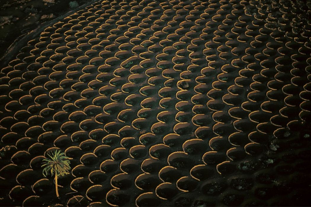 Vineyards in Lanzarote, Spain