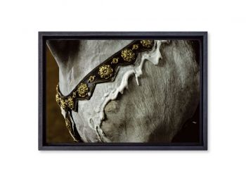 Rimbaud, Andalusian horse
