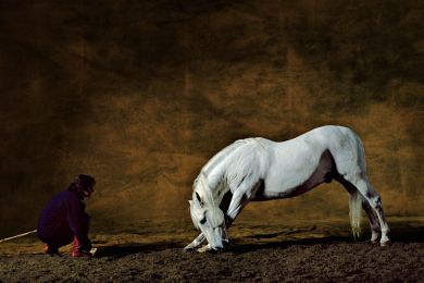Andalusian horse by Mario Luraschi