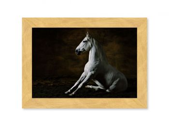 Toreo, Andalusian horse