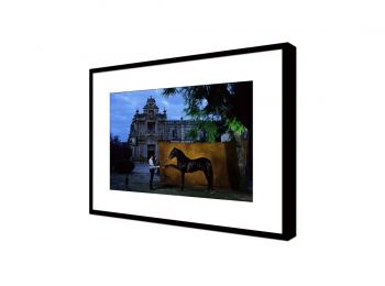 Andalusian horse (cartujanos)
