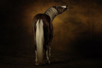 Arabe barbe horse